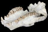 7.4" Oreodont (Merycoidodon) Partial Skull - Wyoming - #123184-2